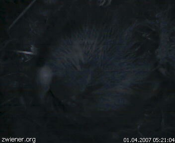 birdcam