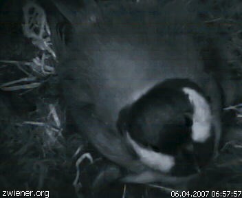 birdcam